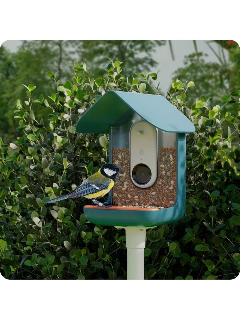 Bird Buddy Outdoor Bird Feeder Kit 9" - Blue - Picture 2 of 2